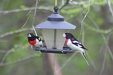 Two males at feeder Rose-breasted Grosbeaks.jpg