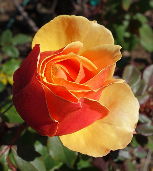 File:Rose 'About Face' - Humboldt Botanical Garden - Eureka, California - DSC02568.JPG