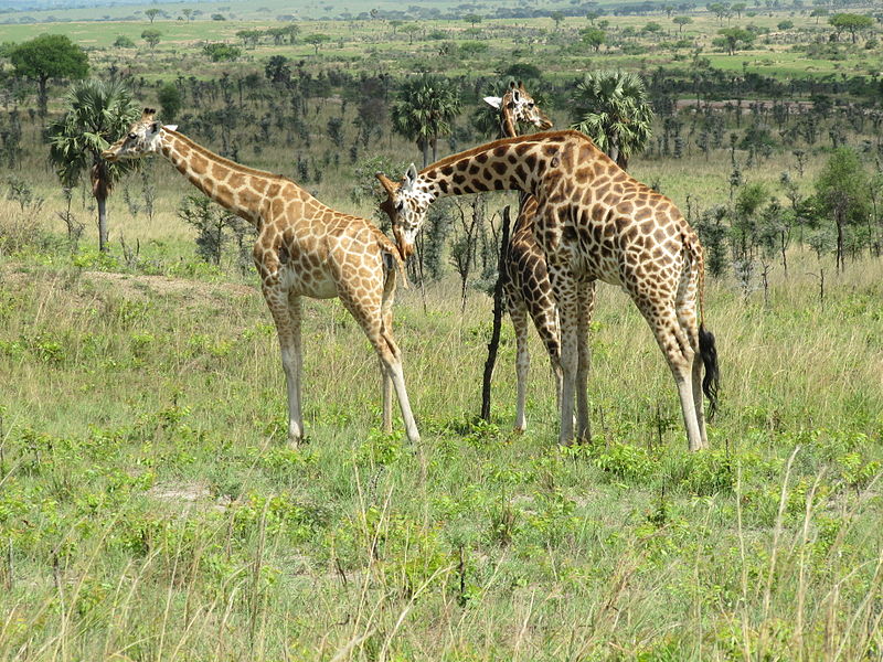 File:Rothschild giraffe in Murchison Falls National Park.JPG