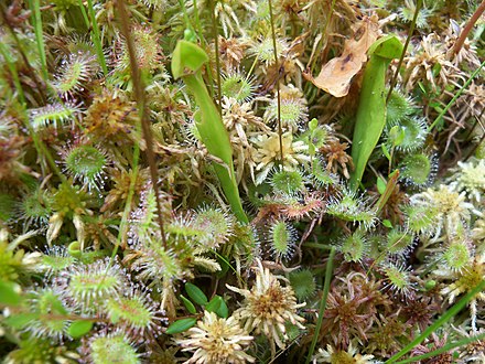 Round-leaved sundews and baby purple pitcher plants in Pinhook Bog