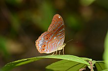 Royal Assyrian (Terinos terpander) (23948888233).jpg