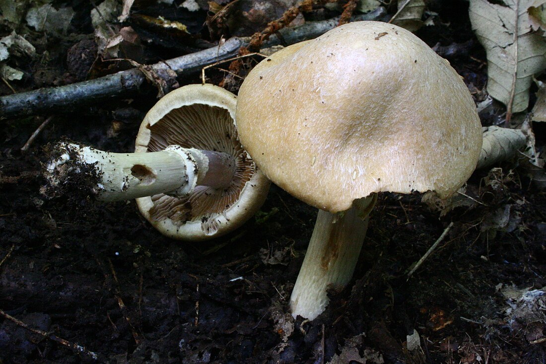 Cortinarius caperatus