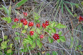 Rubus Parvifolius: Loài thực vật