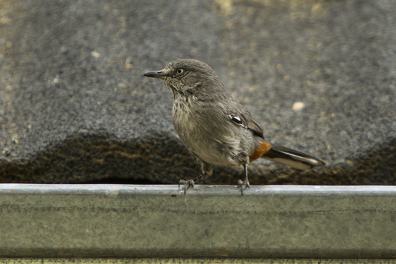 File:Rufous-vented Warbler (Titbabbler) - Etosha - Namibia0001 (19301553531).jpg