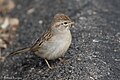 Rufous-winged Sparrow Santa Rita Lodge Madera Canyon AZ 2018-02-17 16-10-53 (39872173474).jpg