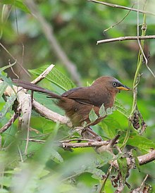 Rufous babbler (Argya subrufa) .jpg