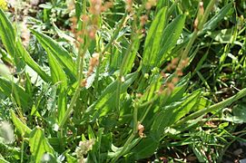 junger Sauerampfer in Frankreich (Rumex acetosa)