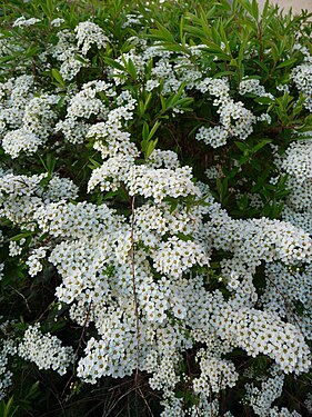 Süß duftende weiße Blüten.JPG