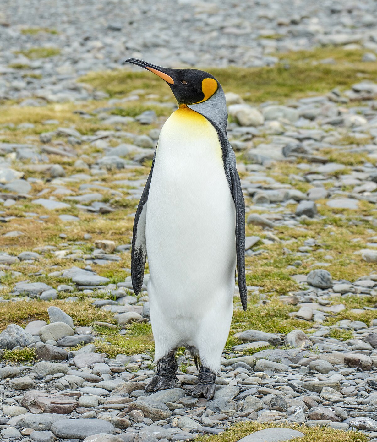 SGI-2016-South Georgia (Fortuna Bay)–King penguin (Aptenodytes patagonicus) 04.jpg