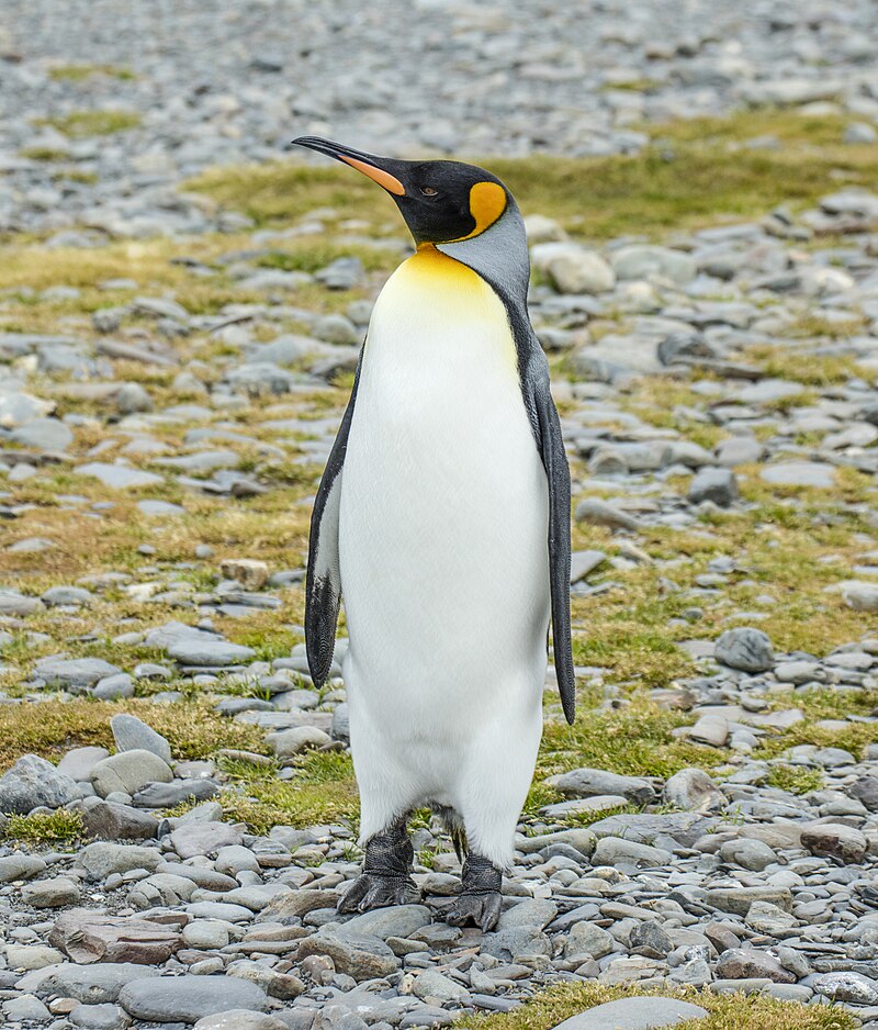 King penguin - Wikipedia