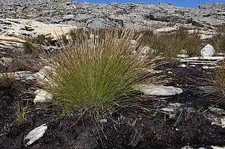 <i>Schoenus dregeanus</i> Species of grass-like plant