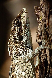 <i>Salea horsfieldii</i> Species of lizard