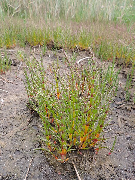 File:Salicornia europaea kz12.jpg