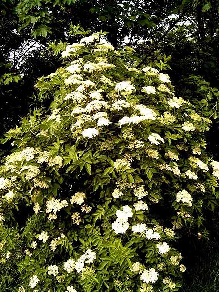 File:Sambucus nigra-Busch.jpg