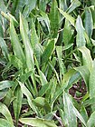 Sanseveria hyacinthoides0.jpg