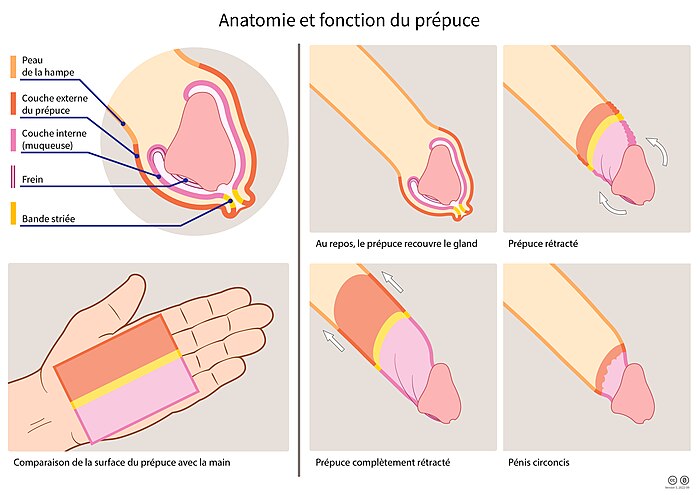 Prépuce: Anatomie humaine, Fonctions, Anatomie comparée