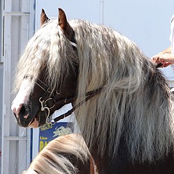 Horse with long mane. The mane runs from the poll to the withers. Schwarzwaelder-kaltblut.jpg