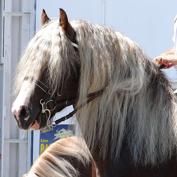 Horse with long mane. The mane runs from the poll to the withers.