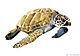 Tortues de mer watercolor.jpg