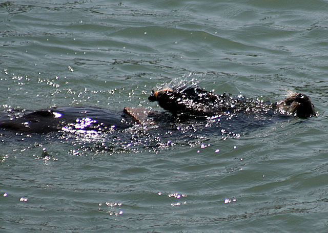 A sea otter using a rock to break open a shell