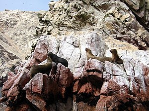 Seals Island Ballestas.JPG