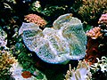 Seattle aquarium 02793.jpg