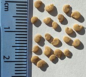 The yellowish-buff, pitted, reniform seeds of a Physochlaina species - probably P. physaloides, gathered in the Altai Mountains near the Mongolian city of Khovd in August 1989 Seeds of Physochlaina physaloides.jpg
