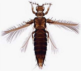 <i>Selenothrips rubrocinctus</i>