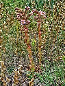 Sempervivum tectorum Habitus