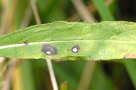 Septoria scabiosicola