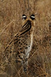 serval jumping for bird