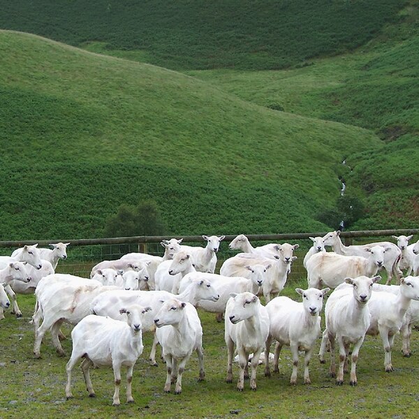File:Sheep at Llanddewi Brefi, in Ceredigion, Wales.jpg
