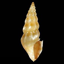 Shell Cerodrillia jerrywallsi.jpg