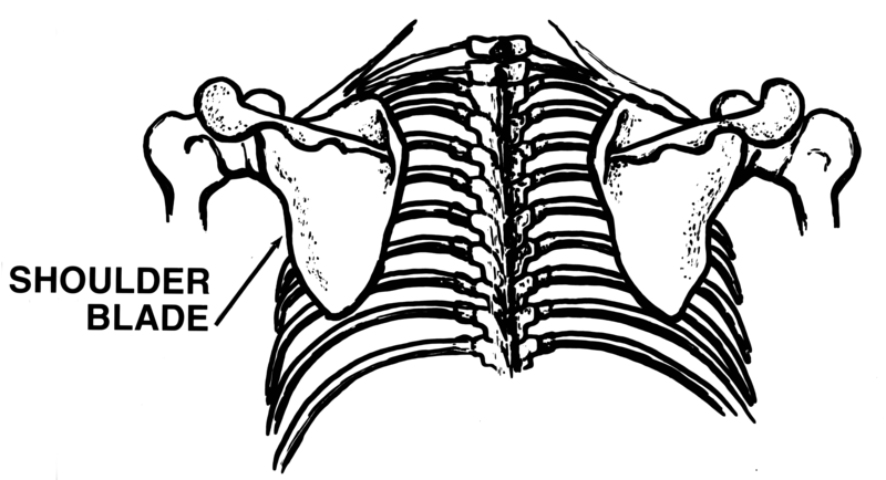 File:Shoulder Blade (PSF).png