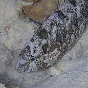 S. luridus.con su traje de camuflaje, en el mar Rojo.