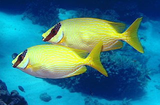 Masked spinefoot Species of fish