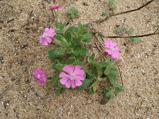 <i>Silene littorea</i> Species of flowering plant
