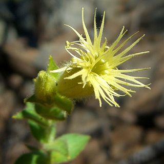 <i>Silene parishii</i> Species of flowering plant