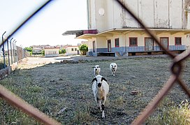 Silo-servicio-nacional-cereales-ovino-churro.villadiego-julio-2021-b.jpg