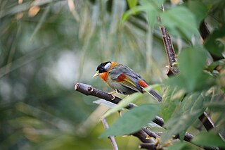 Der Silberohr-Sonnenvogel ist 