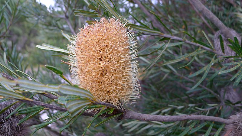 File:Silver Banksia flower (6698699923).jpg