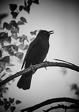 Singing Blackbird