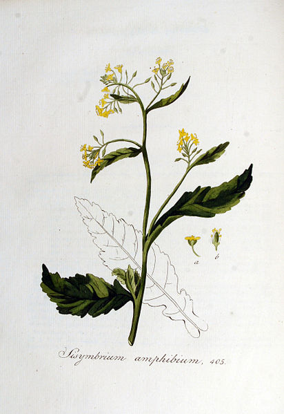 File:Sisymbrium amphibium — Flora Batava — Volume v6.jpg