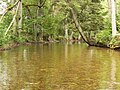 Skriogžlė river