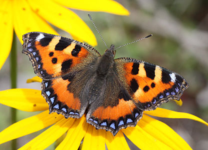 Small Tortoisehell Butterfly on Rudbeckia