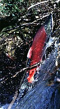 Sockeye salmon jumping over a beaver dam, Aleknagik Lake, Alaska, United States Sockeye salmon jumping over beaver dam Lake Aleknagik, AK Kristina Ramstad 1997.jpg