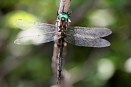 Somatochlora forcipata