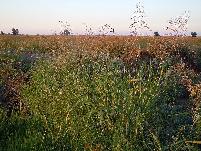 File:Sorghum halepense (6134151713).jpg