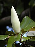 Thumbnail for File:Southern magnolia -- Magnolia grandiflora bud.jpg