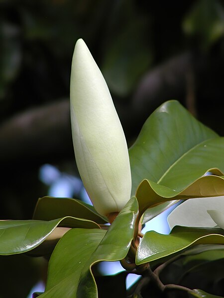 File:Southern magnolia -- Magnolia grandiflora bud.jpg